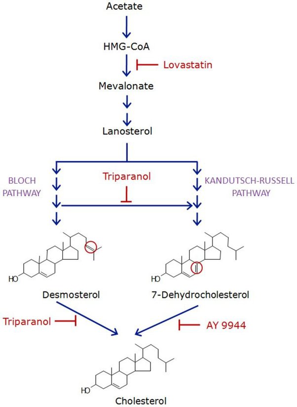 Pembentukan Kolesterol: Herbal Penurun Kolesterol.