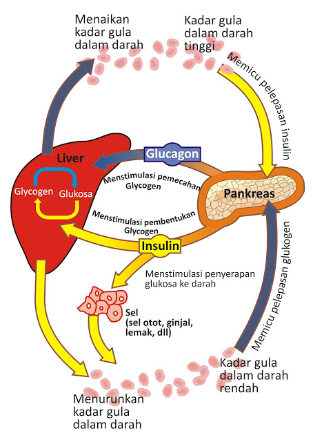 Fisiologi Glukosa Darah: Pola Makan Diabetes.