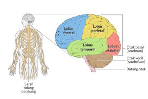 Struktur dan Fungsi Otak Manusia:  Labirin Otak Manusia
