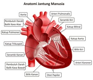 Jantung Manusia: Kisah Misterius Jantung.